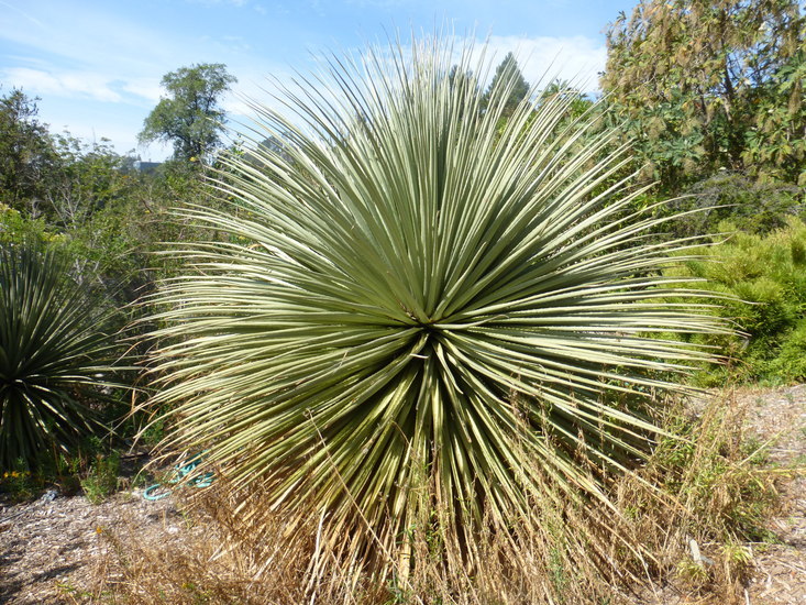 Imagem de Puya raimondii Harms