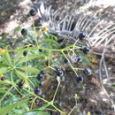 Image of Schefflera microphylla Merr.