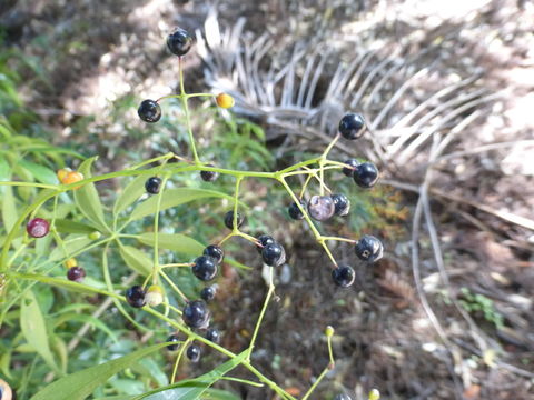 Image de Schefflera microphylla Merr.