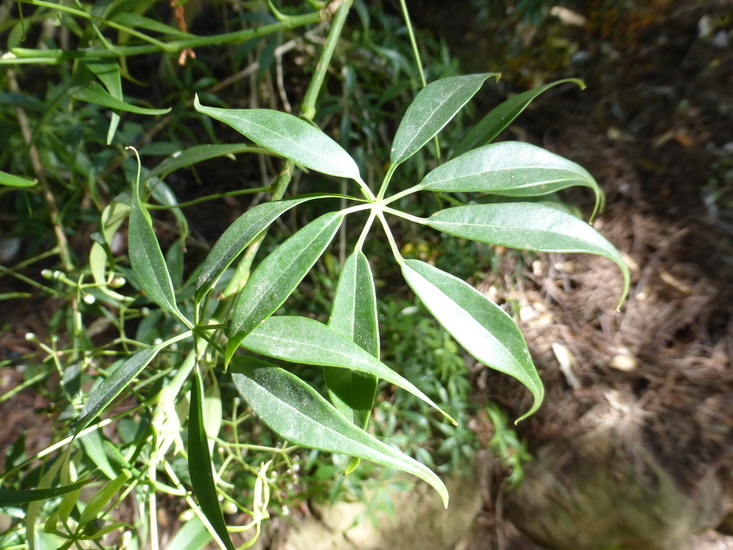 Image of Schefflera microphylla Merr.