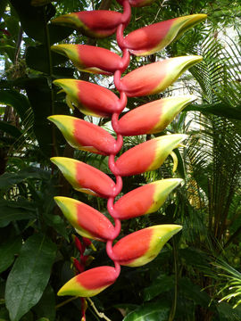 Image of false bird of paradise