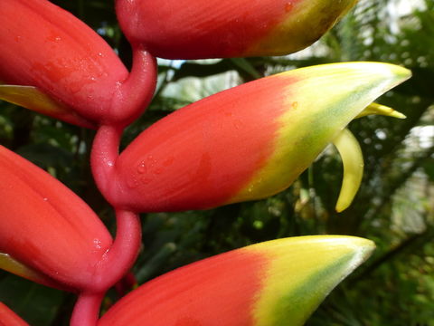 Image de Heliconia rostrata Ruiz & Pav.