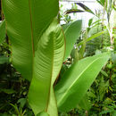 Image of Heliconia tortuosa Griggs