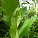 صورة Heliconia tortuosa Griggs