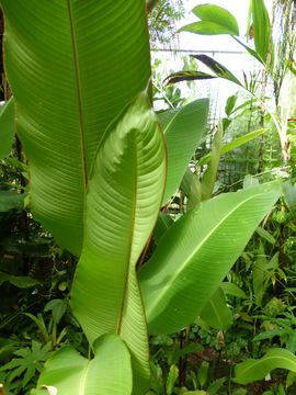 Image de Heliconia tortuosa Griggs