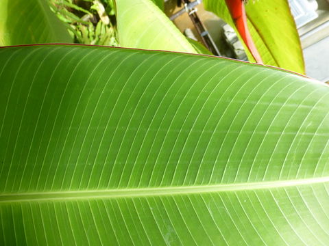 Image of Heliconia tortuosa Griggs