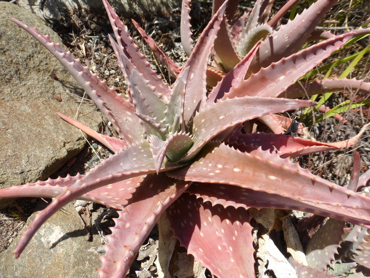 Image of Aloe mubendiensis Christian