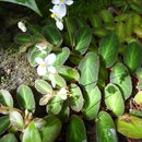 Image of Begonia thelmae L. B. Sm. & Wassh.