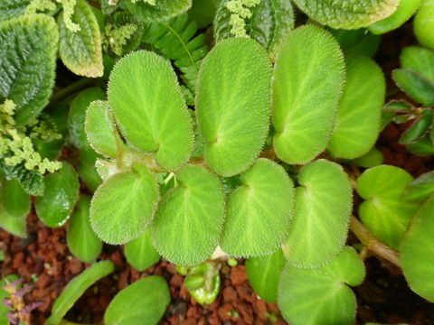 Image of Begonia thelmae L. B. Sm. & Wassh.