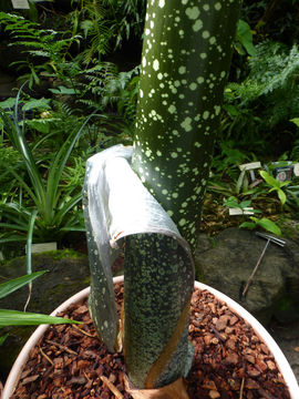 Image of Titan arum