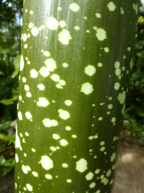 Слика од Amorphophallus titanum (Becc.) Becc.