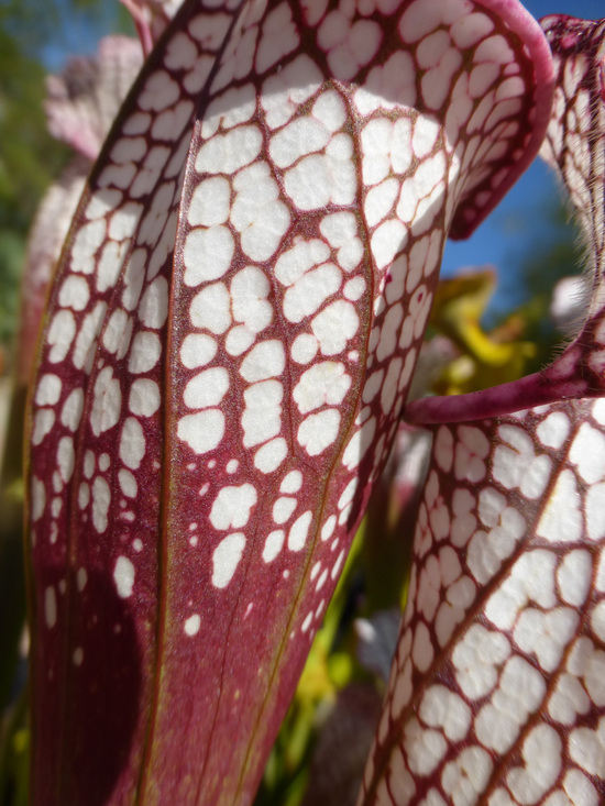 Image of crimson pitcherplant