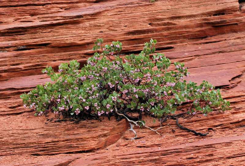 Image de Arctostaphylos patula Greene