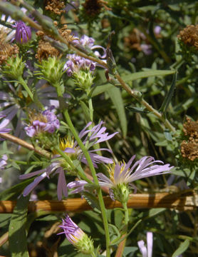 Image of western aster