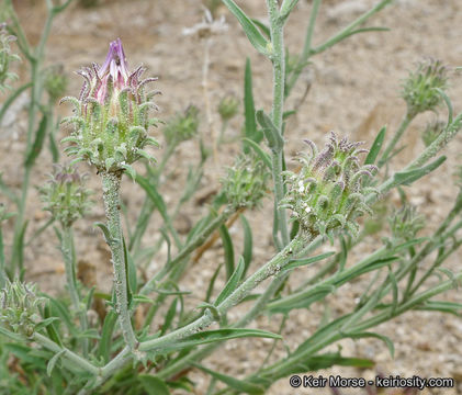 Image of Dieteria canescens var. ziegleri (Munz) D. R. Morgan & R. L. Hartman