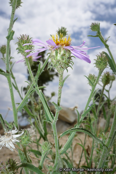 Imagem de Dieteria canescens var. ziegleri (Munz) D. R. Morgan & R. L. Hartman