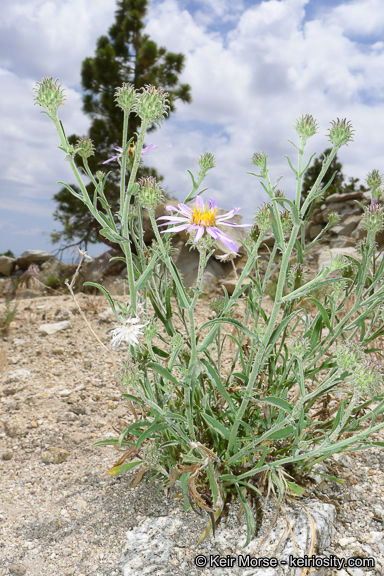 Imagem de Dieteria canescens var. ziegleri (Munz) D. R. Morgan & R. L. Hartman