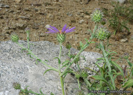 Imagem de Dieteria canescens var. ziegleri (Munz) D. R. Morgan & R. L. Hartman