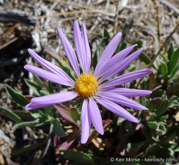 Imagem de Dieteria canescens var. ziegleri (Munz) D. R. Morgan & R. L. Hartman