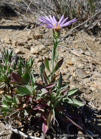 Imagem de Dieteria canescens var. ziegleri (Munz) D. R. Morgan & R. L. Hartman