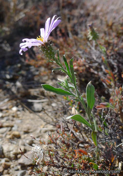 Image of Dieteria canescens var. ziegleri (Munz) D. R. Morgan & R. L. Hartman