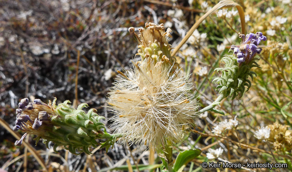 Imagem de Dieteria canescens var. ziegleri (Munz) D. R. Morgan & R. L. Hartman