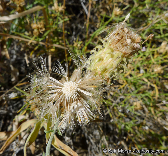 Imagem de Dieteria canescens var. ziegleri (Munz) D. R. Morgan & R. L. Hartman