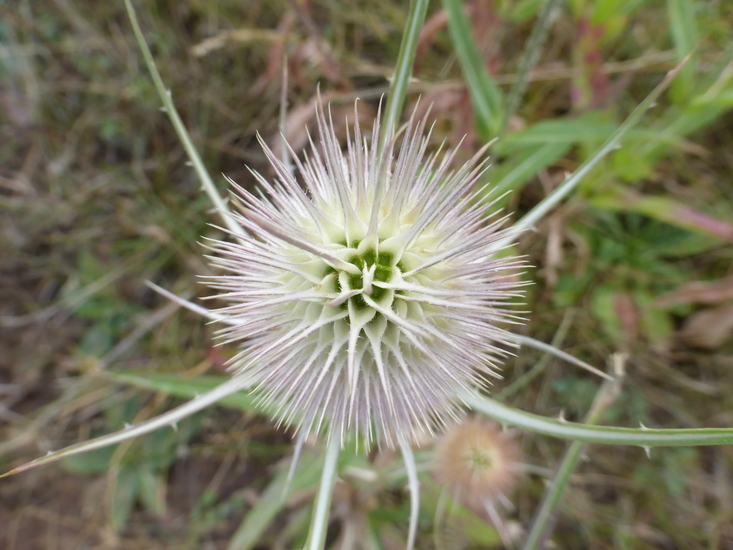 Image of teasel: Fuller's teasel; cutleaf teasel