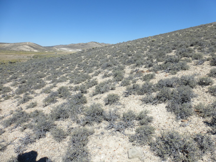 Image of low sagebrush