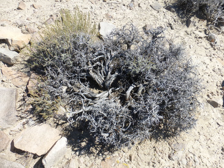 Image of low sagebrush