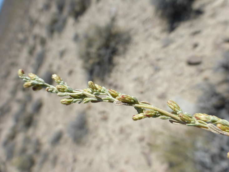 Image of low sagebrush