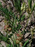 Image of chickpea milkvetch