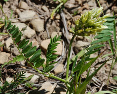 Image of chickpea milkvetch