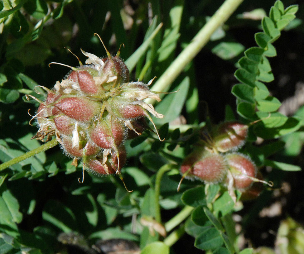 Image of chickpea milkvetch