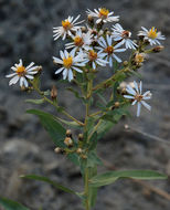 Image of gray aster