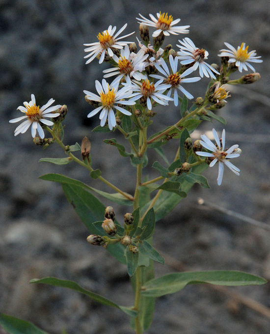 Plancia ëd Eurybia glauca (Nutt.) G. L. Nesom