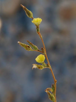 Lactuca serriola L. resmi