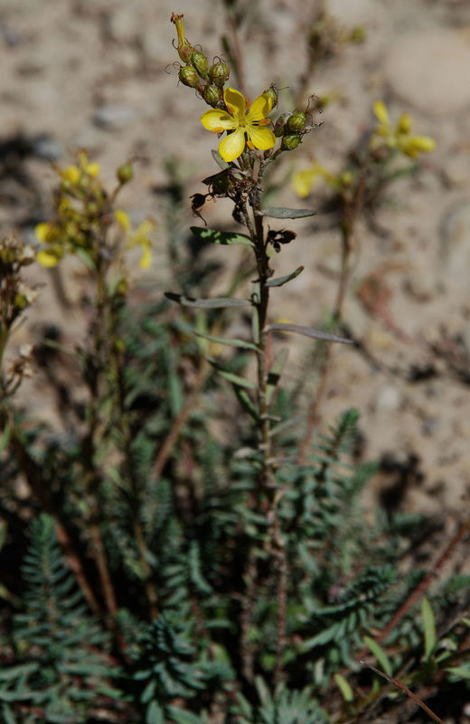 Image of King's flax