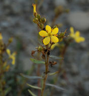 Image of King's flax