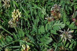 Image of chickpea milkvetch