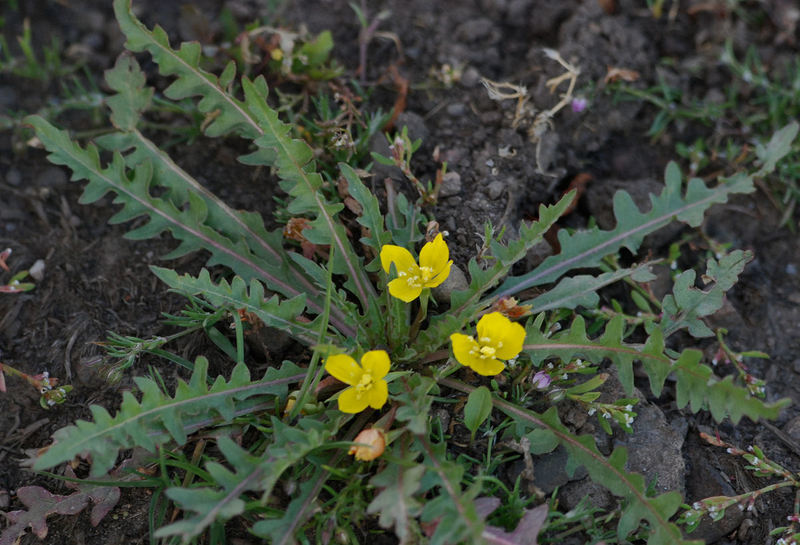 Sivun Camissonia breviflora (Torr. & A. Gray) Raven kuva