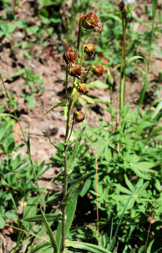 Image of Hall's ragwort