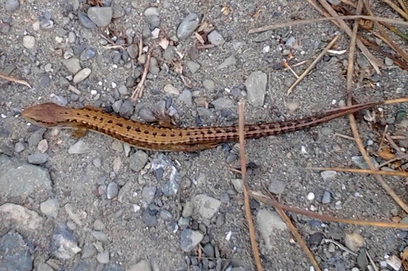 Image of Southern Alligator Lizard