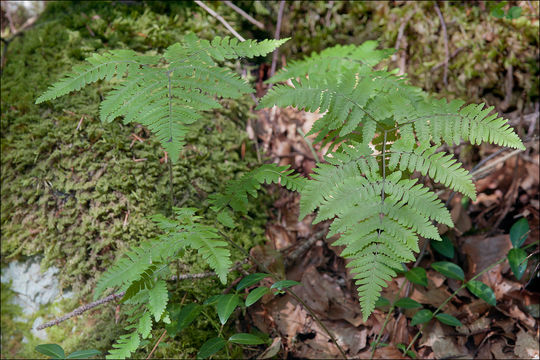 Слика од Gymnocarpium robertianum (Hoffm.) Newman