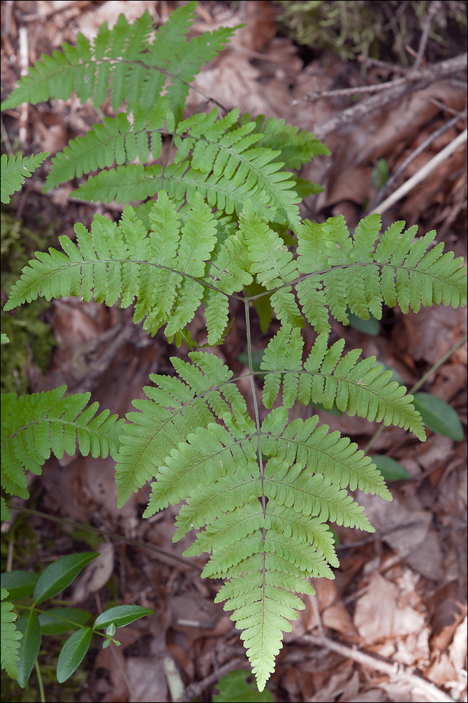 Image of scented oakfern