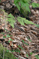 Image of scented oakfern