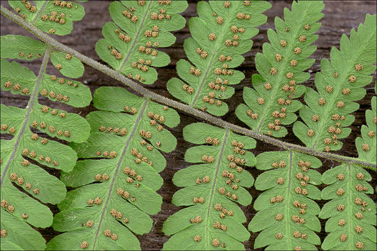 Слика од Gymnocarpium robertianum (Hoffm.) Newman