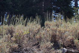 Imagem de Artemisia spiciformis Osterh.