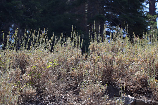 Plancia ëd Artemisia spiciformis Osterh.