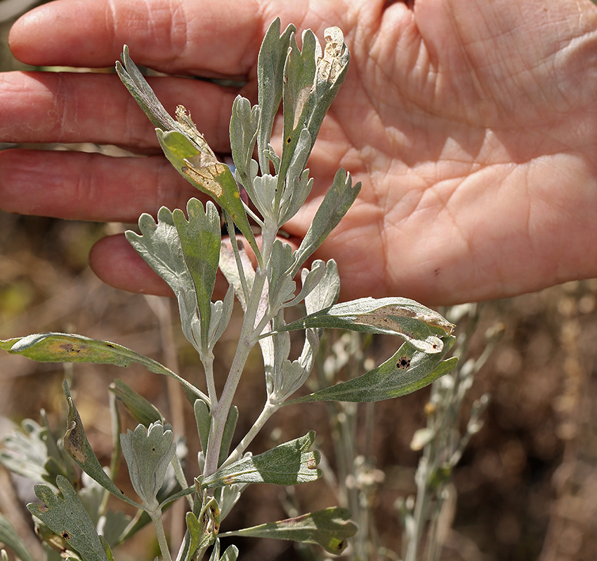 Imagem de Artemisia spiciformis Osterh.